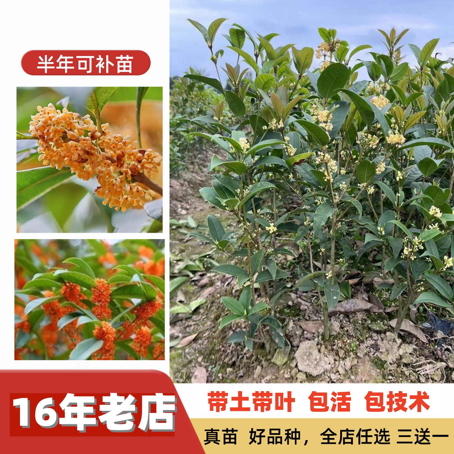 特大花浓香纯种多个品种桂花树苗