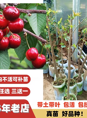 特大果甜樱桃苗红妃黑珍珠大樱桃果树苗嫁接苗南方北方盆栽地栽