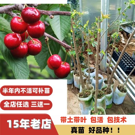 特大果甜樱桃苗红妃黑珍珠大樱桃果树苗嫁接苗南方北方盆栽地栽