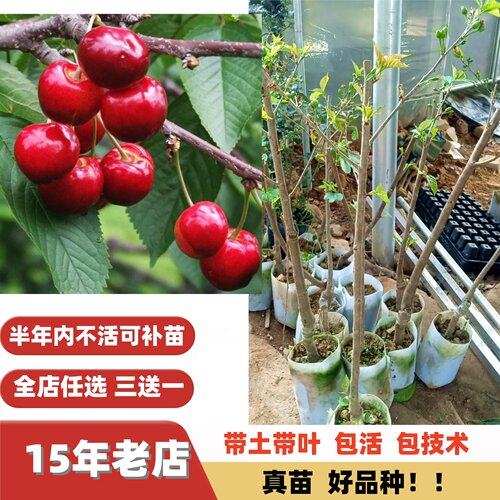 改良新品种红妃黑珍珠樱桃嫁接苗