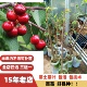 特大果甜樱桃苗红妃黑珍珠大樱桃果树苗嫁接苗南方北方盆栽地栽