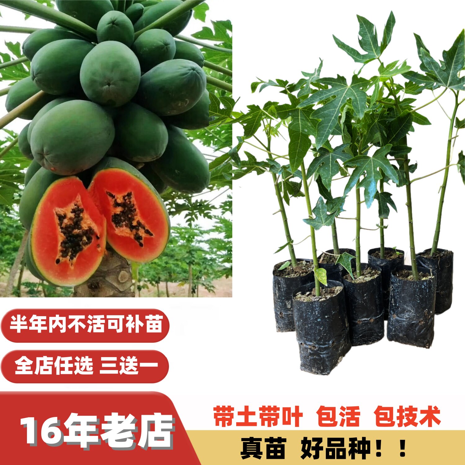 当年结果清甜可口青皮巴西奶香红木瓜红肉水果木瓜苗果树苗