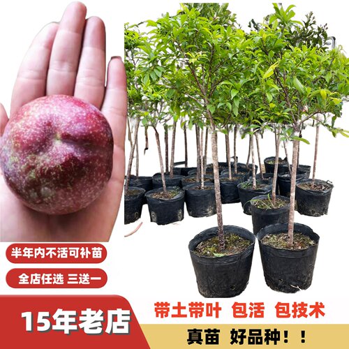 蜂糖李甜脆李三华李嫁接李子苗