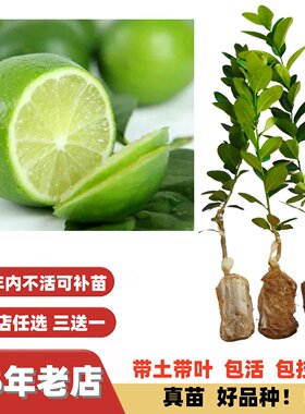 薄皮改良广东四季香水柠檬嫁接苗