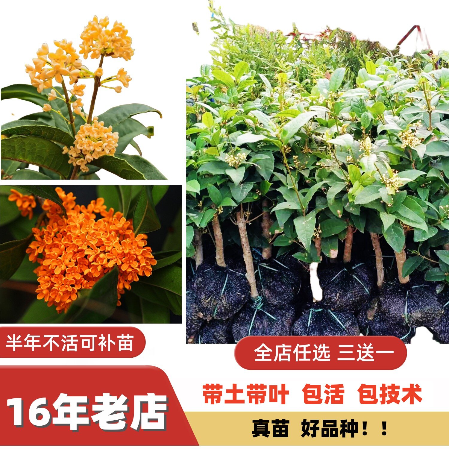 多季开花天香台阁树苗四季金桂丹桂八月桂花苗纯种原生桂花苗