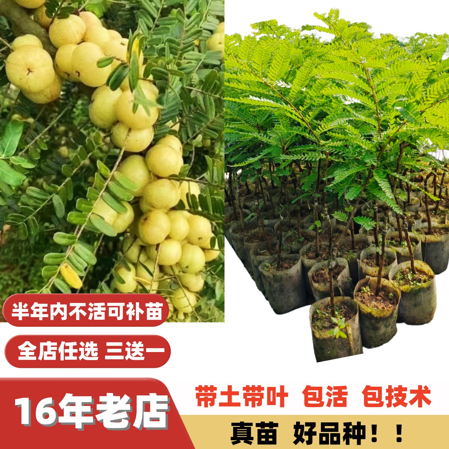新品种双季大果小核油柑子树苗