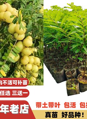 新品种双季大果小核油柑子树苗