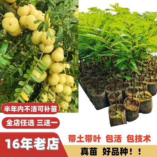 新品种双季大果小核油柑子树苗