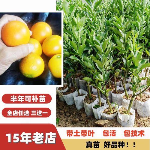 特甜特大果三代四代脆蜜金柑树苗