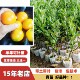 特大果脆皮融安滑皮金桔果树苗嫁接苗脆蜜金柑苗南方北方带果盆栽