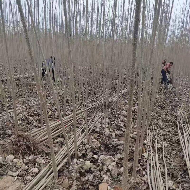白杨树苗107速生无絮白杨树植树造林落叶庭院河堤道路绿化扦插苗