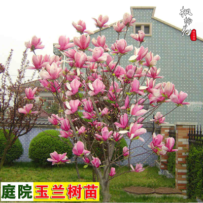 庭院绿化苗木玉兰花树苗红黄白紫玉兰树苗广玉兰花苗南北方种植