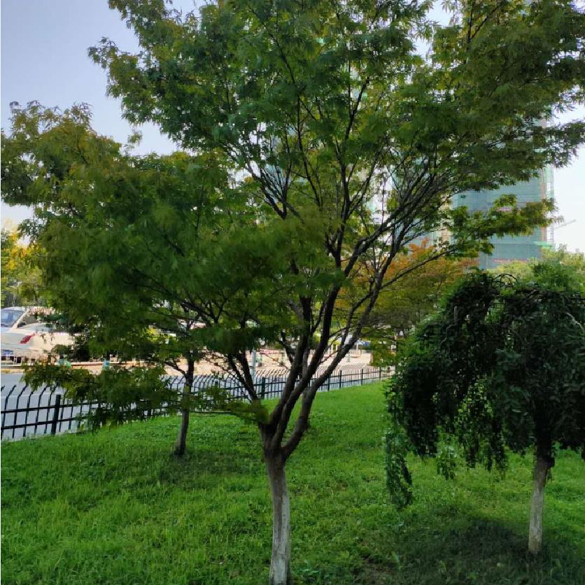 鸡爪槭树苗青枫小苗庭院绿化行道树苗红枫嫁接砧木绿化苗木植物