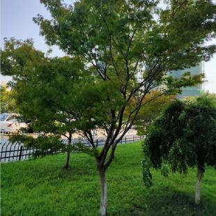 鸡爪槭树苗青枫小苗庭院绿化行道树苗红枫嫁接砧木绿化苗木植物