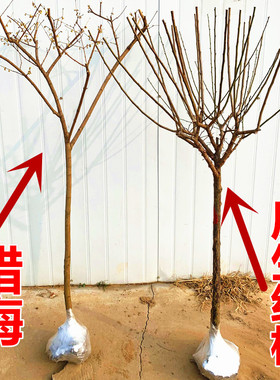 庭院耐寒植物腊梅树苗 原生独杆腊梅树苗 高杆腊梅树腊梅花树苗