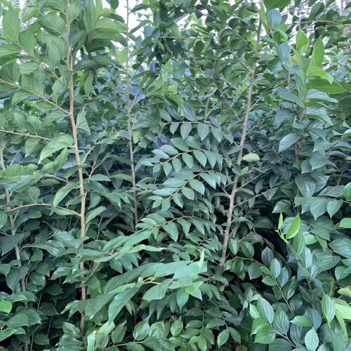 小叶庭院行道绿化工程树苗