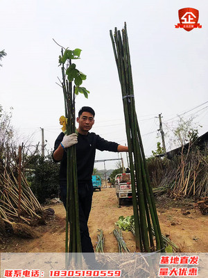 青桐树苗别墅院子风景树园林绿化苗木行道树庭院四季青铜树梧桐苗