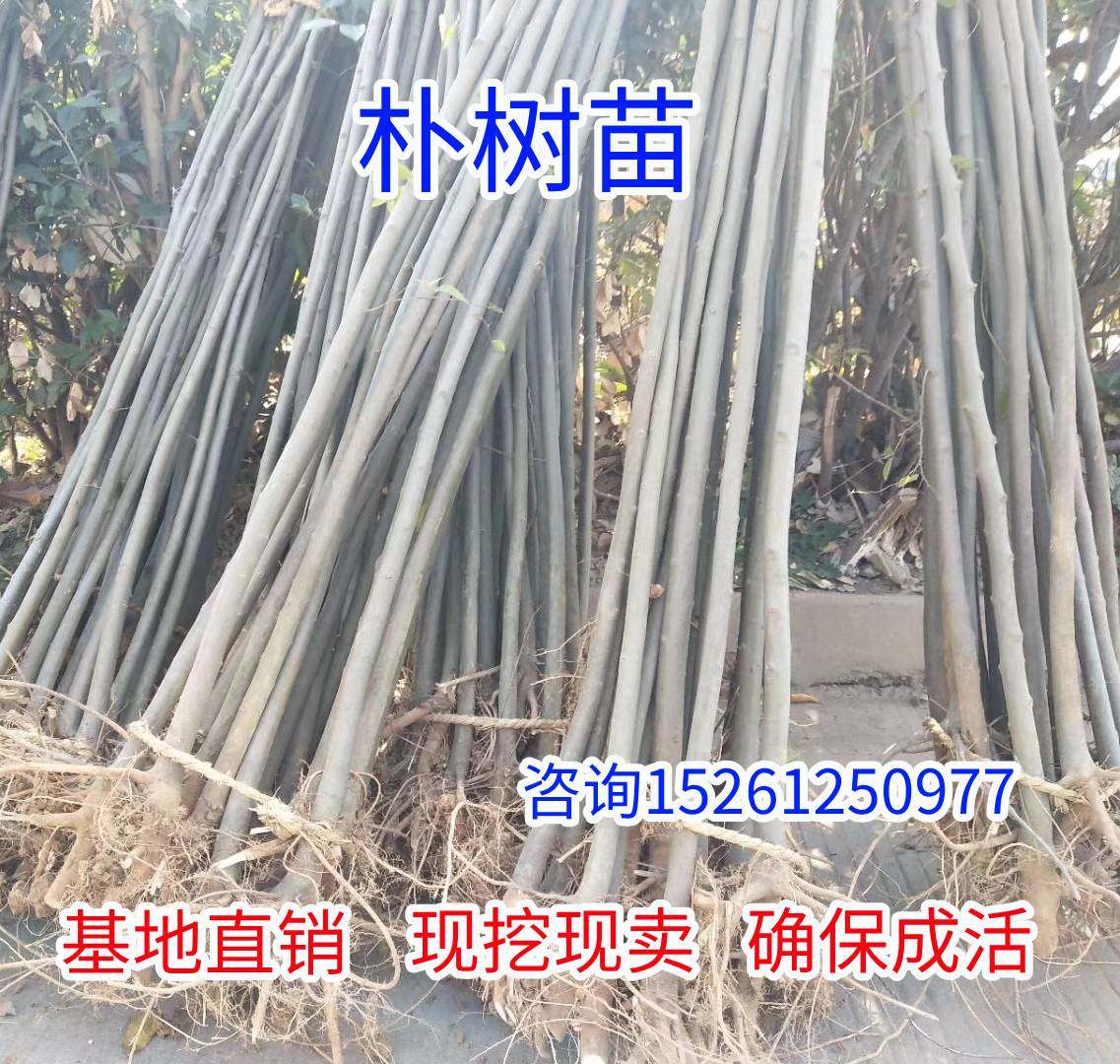 朴树苗拆迁占地苗工程绿化苗庭院别墅景观树苗朴树小苗行道大树苗