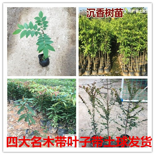 海南黄花梨树苗带土球带叶子金丝楠木树苗沉香树苗小叶紫檀树苗