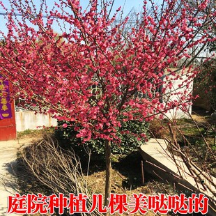 梅花树苗红梅原生骨里红地栽腊梅树桩绿梅花苗庭院盆栽耐寒浓香型