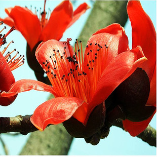 木棉花树苗庭院种植红木棉盆栽地栽庭院别墅道路绿化大树绿化景观