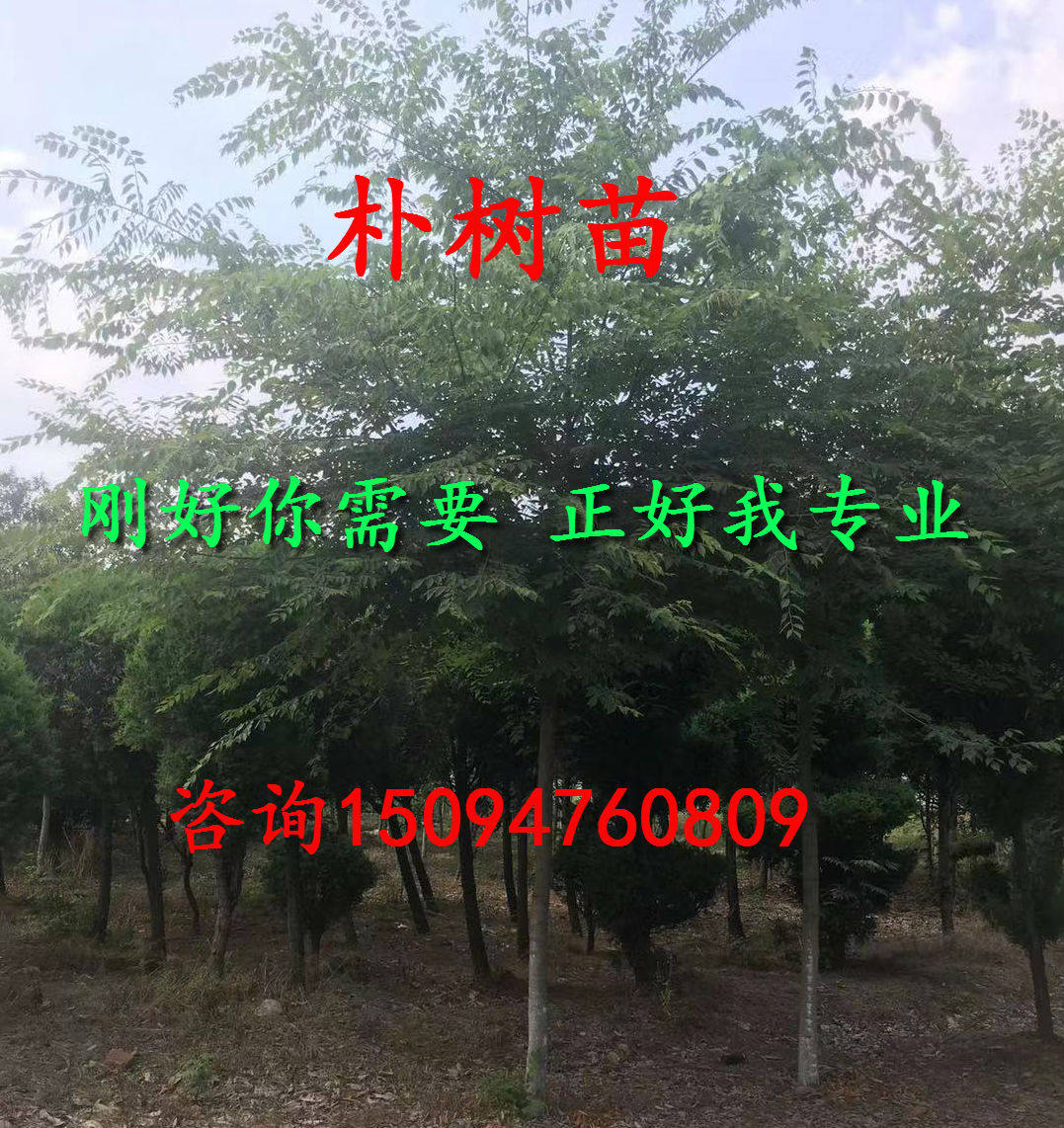 朴树苗 工程绿化苗 小叶朴树苗 朴树小苗 小叶沙朴 朴树