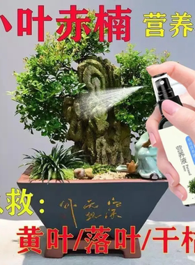 急救】小叶赤楠营养液防叶子干枯黄叶掉叶促生长绿叶盆栽新型肥料