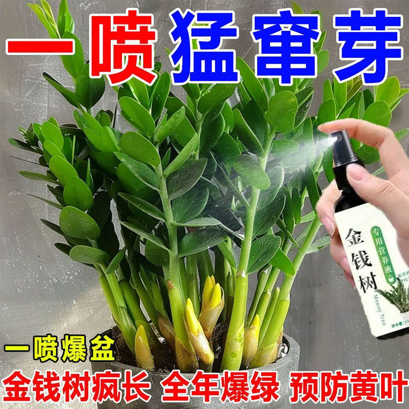 【猛蹿新芽】金钱树营养液催芽防黄叶烂根液体肥强效免稀释专用肥,鲜花速递/花卉仿真/绿植园艺,家庭园艺肥料,淘宝优惠券,粉丝福利购,淘宝优惠卷