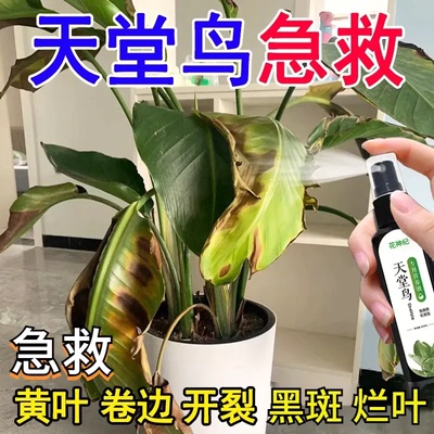 【急救黄叶】天堂鸟专用营养液烂根一喷绿高效肥料预防黄叶卷边