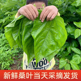 桑叶新鲜喂蚕嫩桑叶蚕宝宝饲料桑叶新鲜树苗桑叶叶大农家自种蚕桑