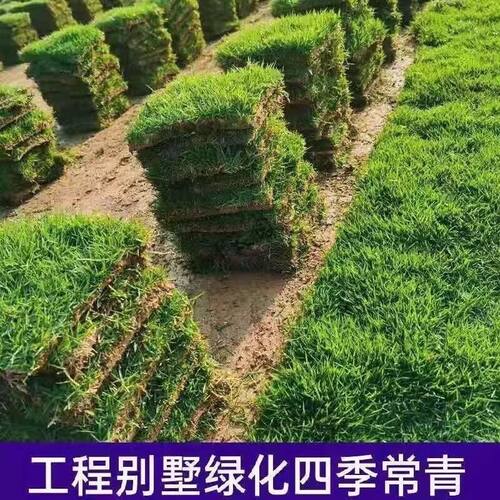 百慕大矮生台湾青草皮绿