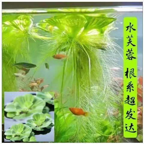 牡丹萍水芙蓉真草懒人绿
