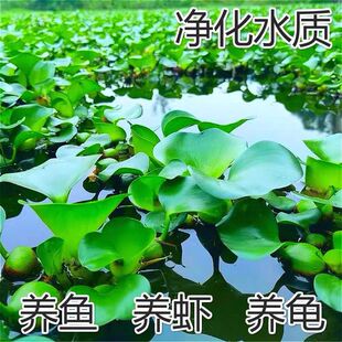 水葫芦水浮莲水芙蓉水生植物池塘鱼缸河道造景养殖净化水质水养草