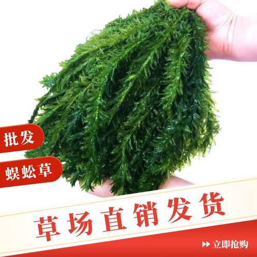 蜈蚣草真草鱼缸造景装饰