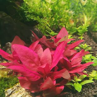 自养丹麦红玫瑰水草水下中景造景中景鱼缸植物淡水懒人红色水草