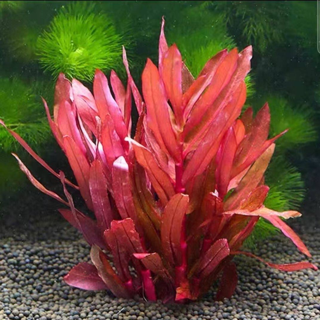 红柳水草水下叶淡水活体植物鱼缸造景装饰净化水质增氧懒人水草