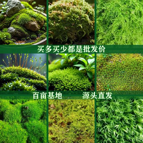 朵朵藓廿苔藓鲜活微景观