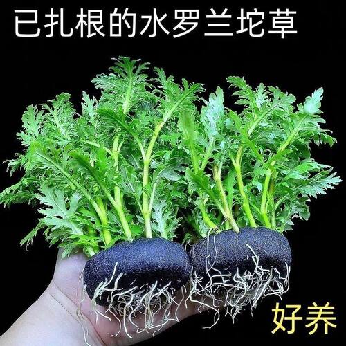 带根水罗兰懒人坨草鱼缸