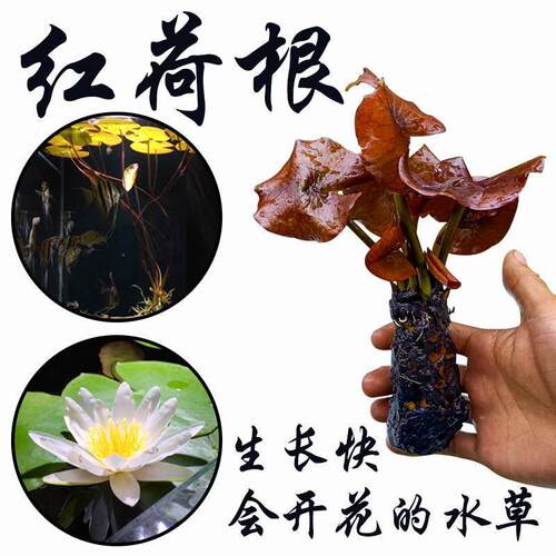红荷根红绿睡莲科水草造