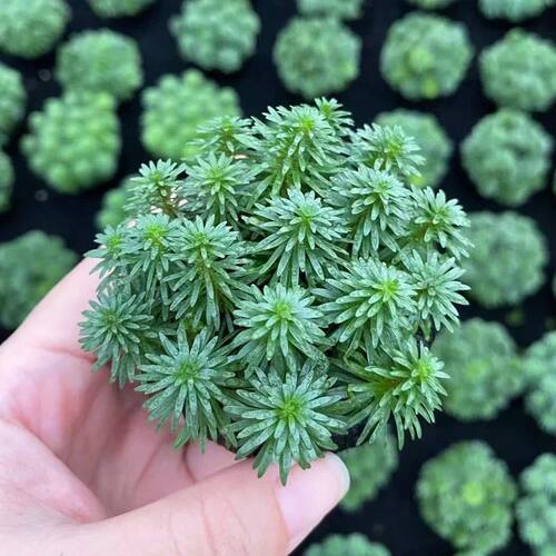 南美小百叶坨草鱼缸造景