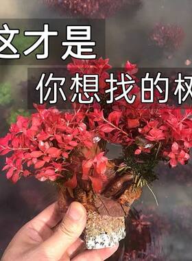 丁香树樱花水草树鱼缸植