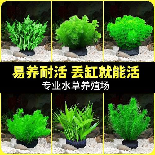 绿菊水草真草植物水培阴