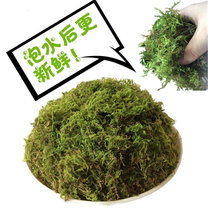 蜗牛冬眠干苔藓黄青苔藓寄居蟹小蛇守宫角蛙专用垫材无水干草状