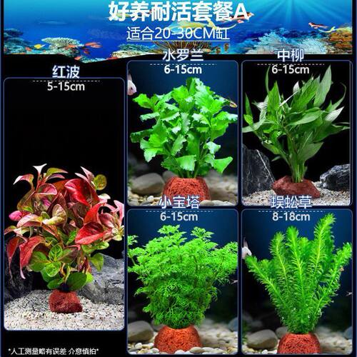 懒人迷你水草增氧植物鱼