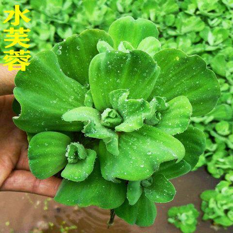水芙蓉懒人水草造景植物