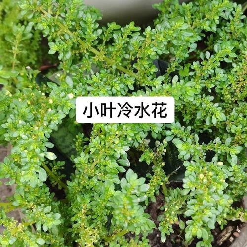 新鲜现采小叶冷水花玻璃