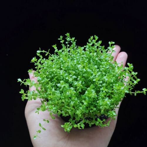 日本高珍珠小坨草鱼缸新