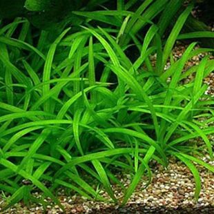 小水兰喷泉太阳迷你牛毛果冻杯鱼缸草缸造景淡水植物活体前景草