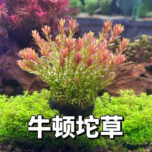 十字牛顿大坨草淡水鱼缸