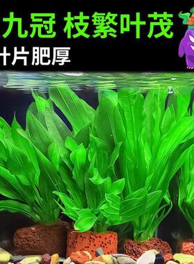 迷你九冠叶绿新手水草造